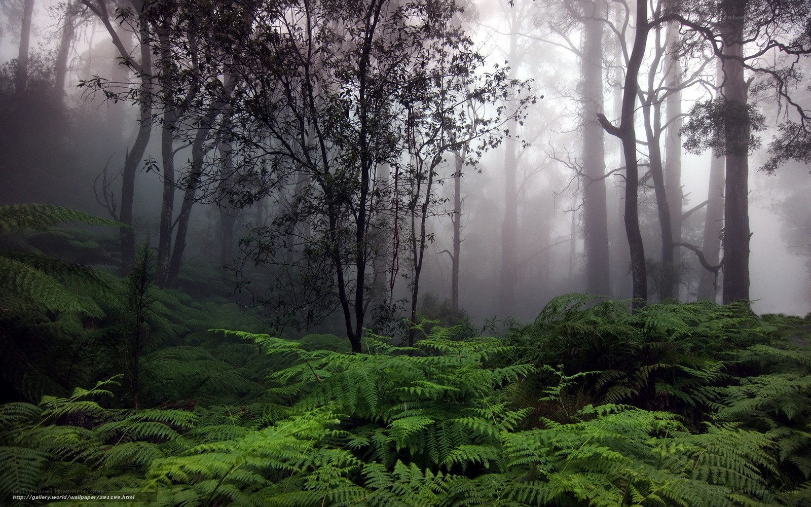 Misty forest with ferns