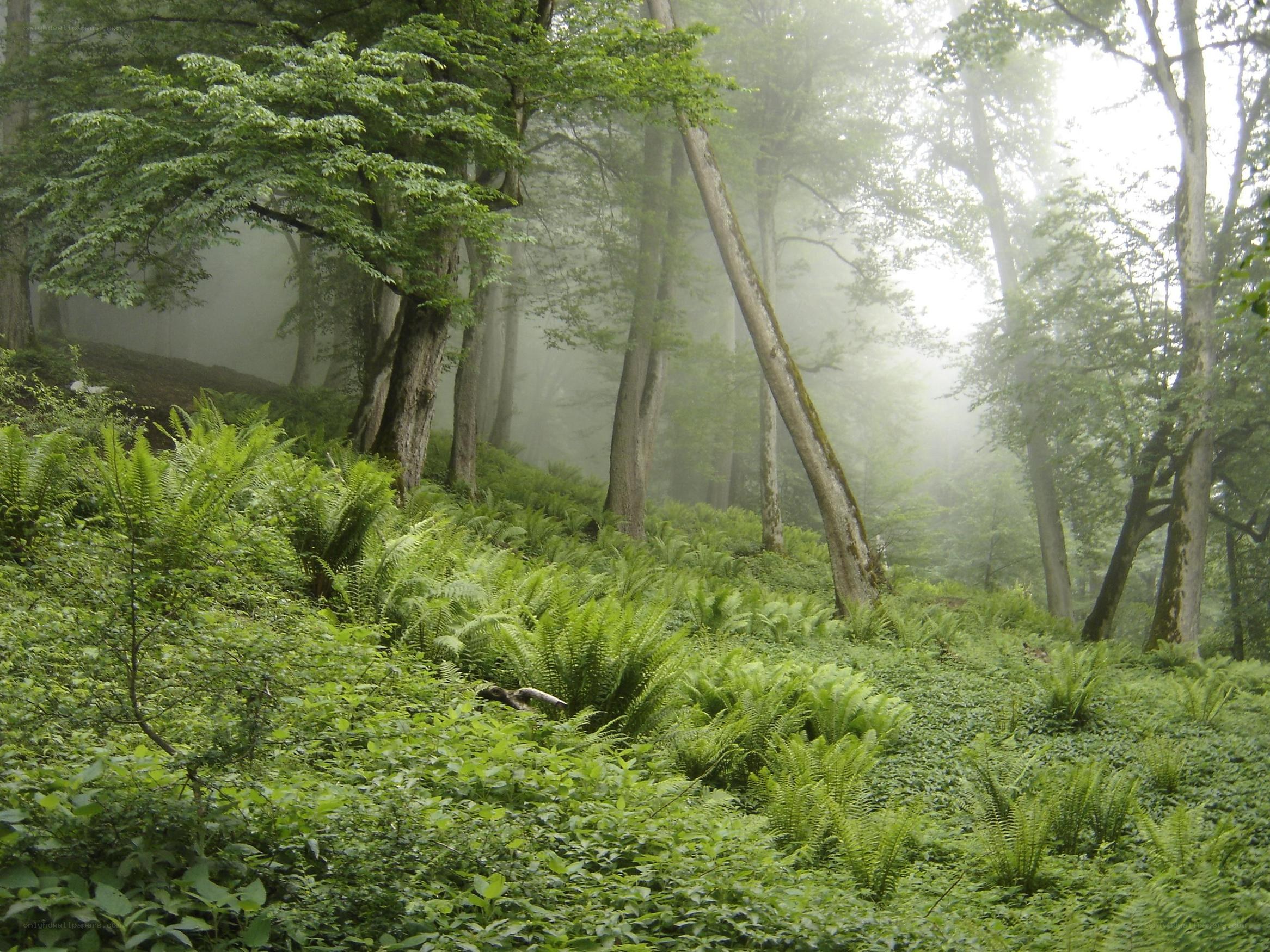 Misty forest with ferns