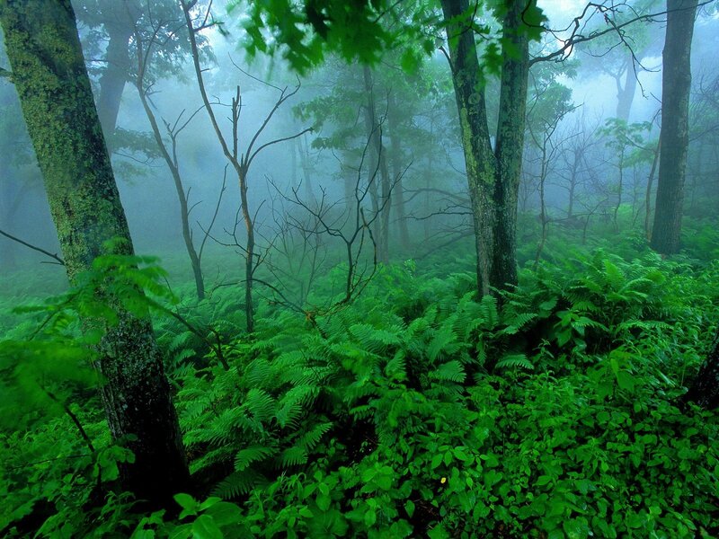 Misty forest with ferns