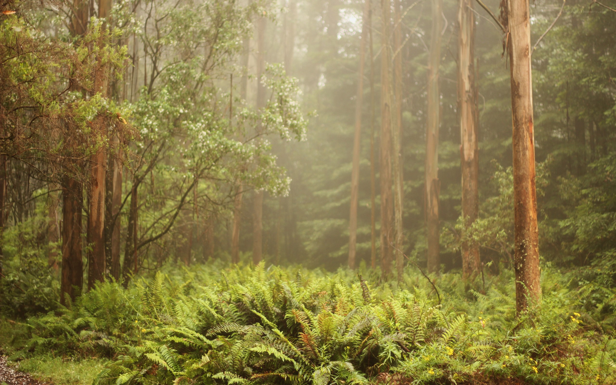 Misty forest with ferns