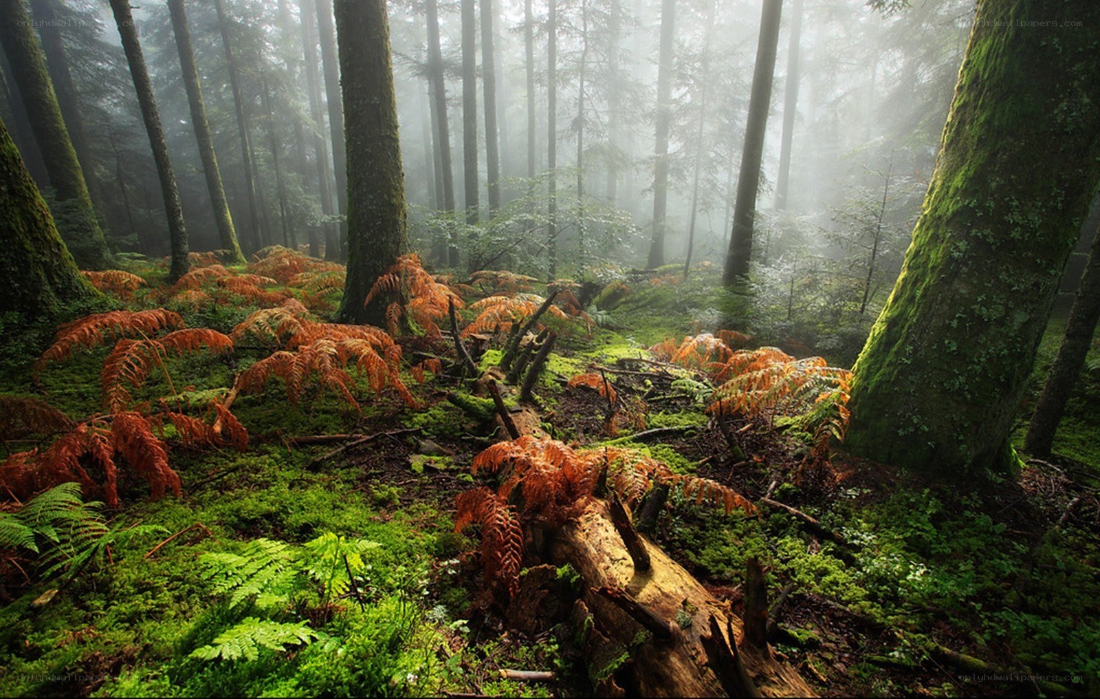 Misty forest with ferns