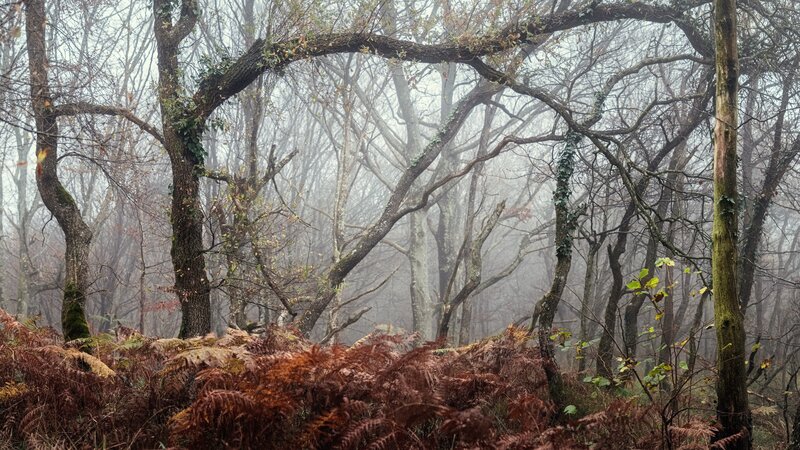 Misty Forest with Ferns — Brown