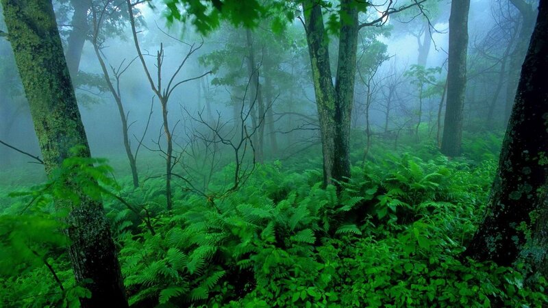 Misty Forest with Ferns — Green, Morning