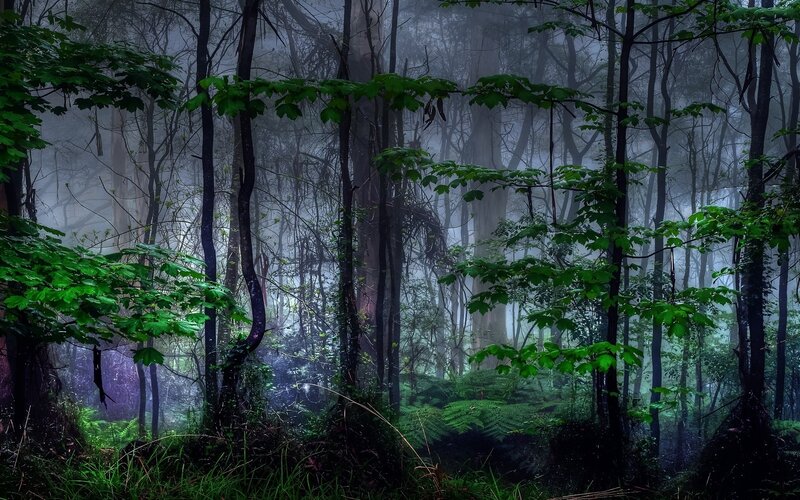 Misty Forest with Ferns — Green, Mysterious