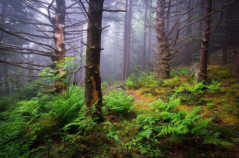 Misty Forest with Ferns — Green, Serene, Morning, Photograph