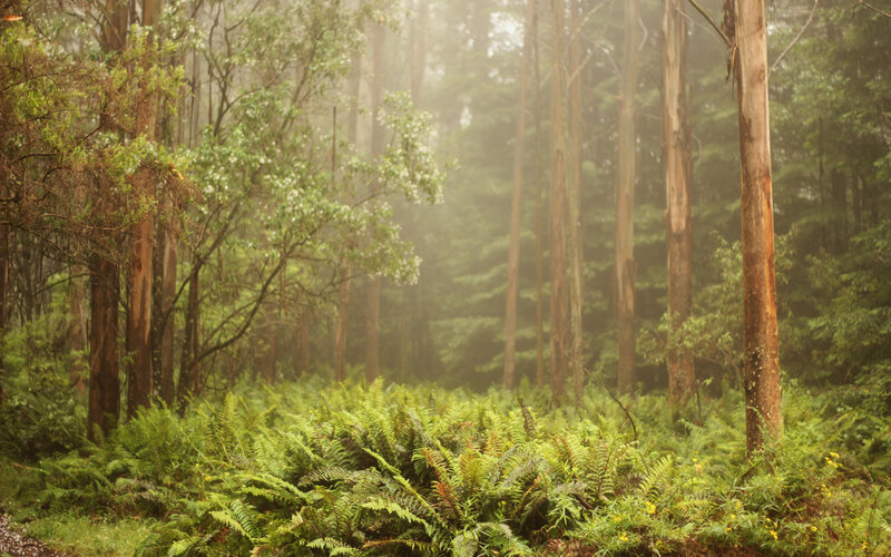 Misty Forest with Ferns — Green, Serene, Morning, Photograph, Trees, Moss