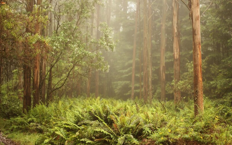 Misty Forest with Ferns — Green, Serene, Morning, Photograph, Trees
