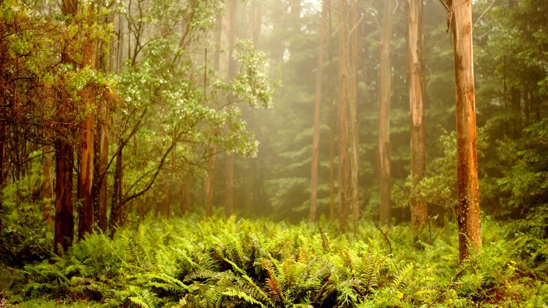 Misty Forest with Ferns — Green, Serene