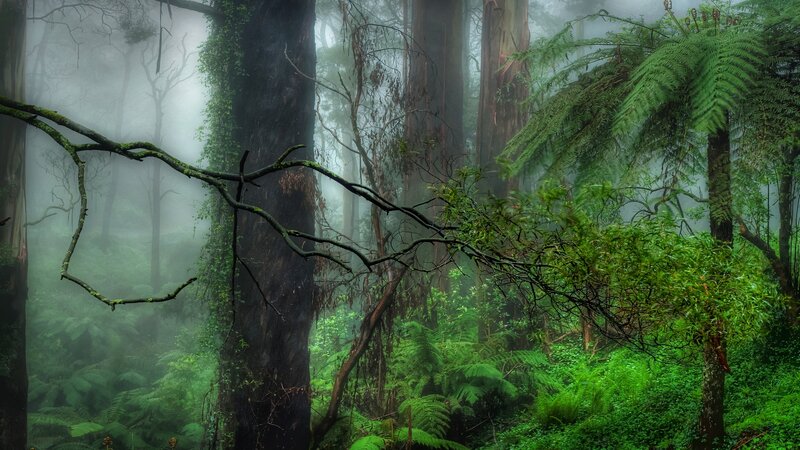 Misty Forest with Ferns — Green