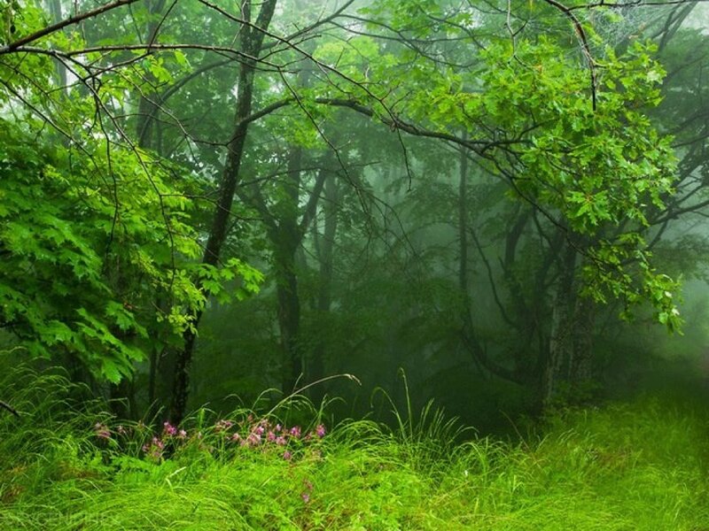 Misty Forest with Flowers