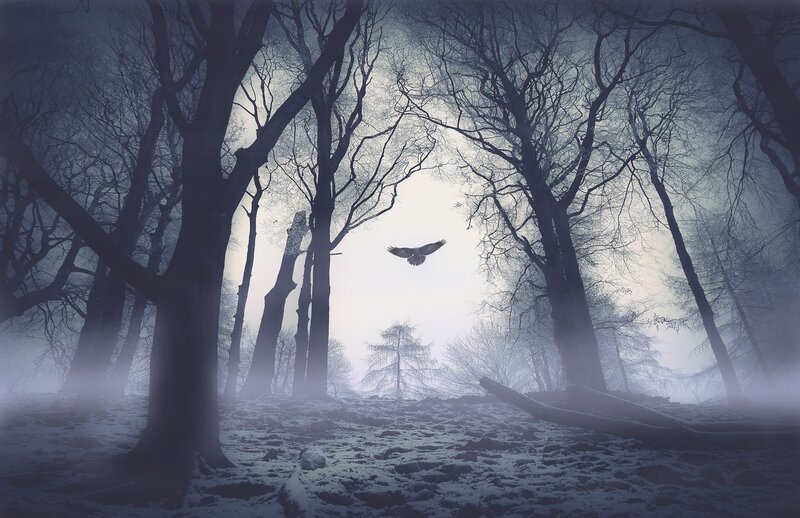 Misty forest with flying bird