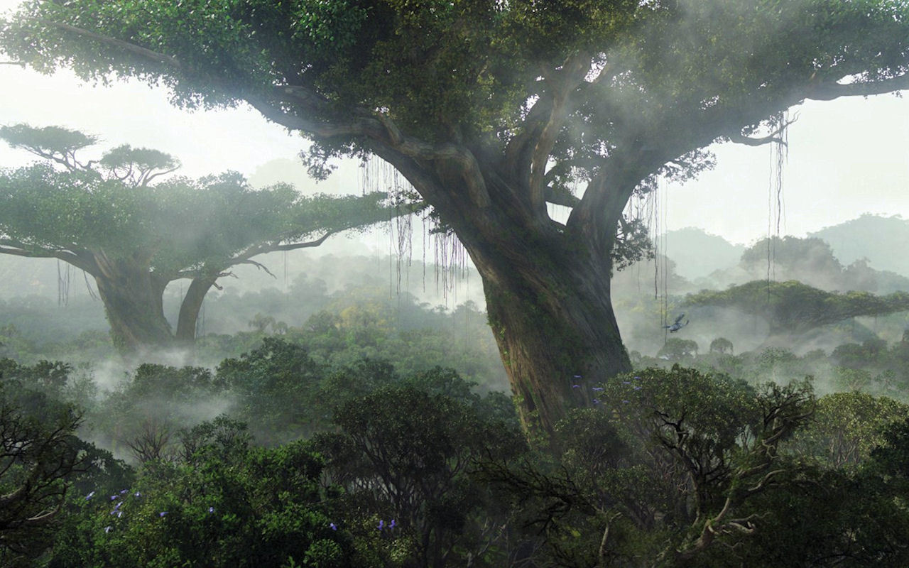 Misty forest with giant trees