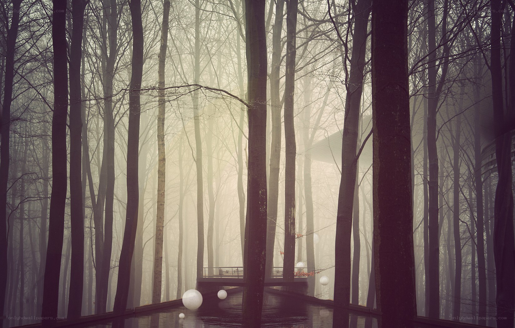 Misty forest with glowing orbs
