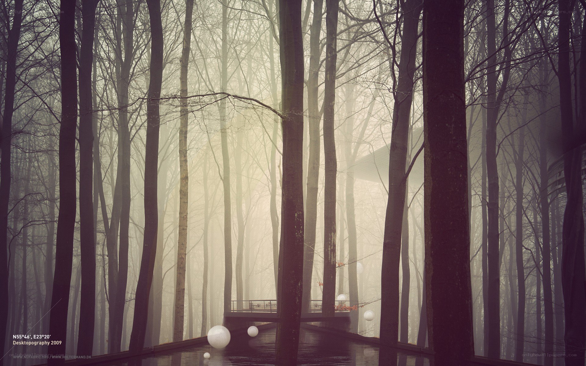 Misty forest with glowing orbs