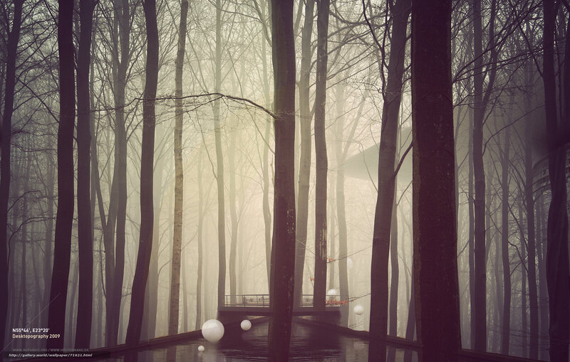 Misty forest with glowing orbs