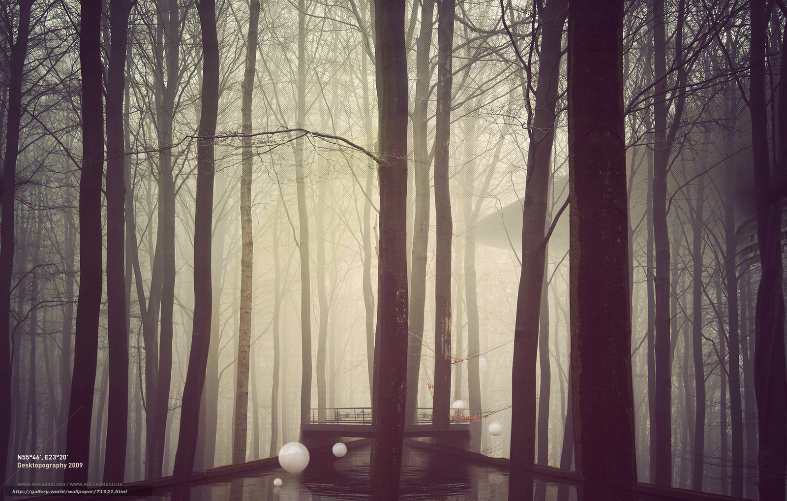 Misty forest with glowing orbs