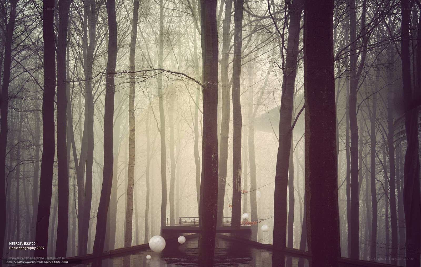 Misty forest with glowing orbs