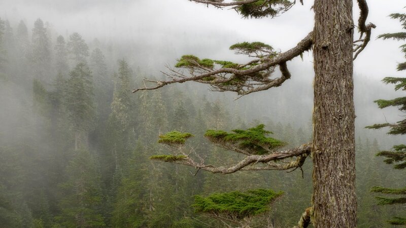 Misty forest with gnarled tree