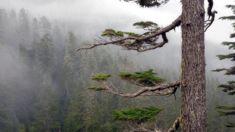 Misty forest with gnarled tree