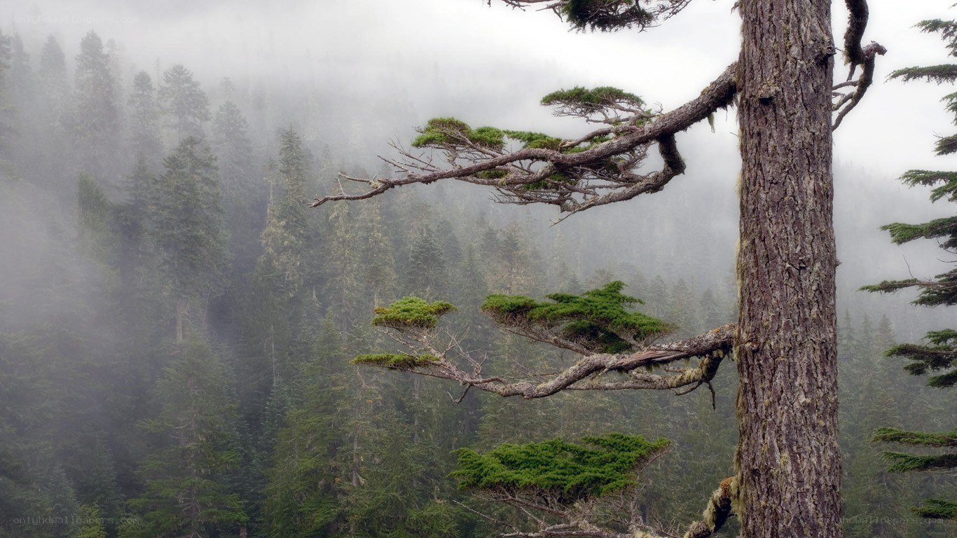 Misty forest with gnarled tree