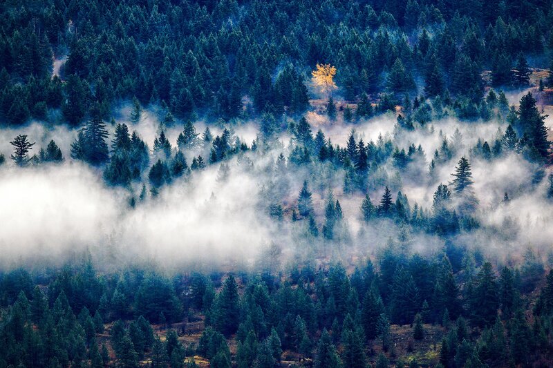 Misty forest with golden tree