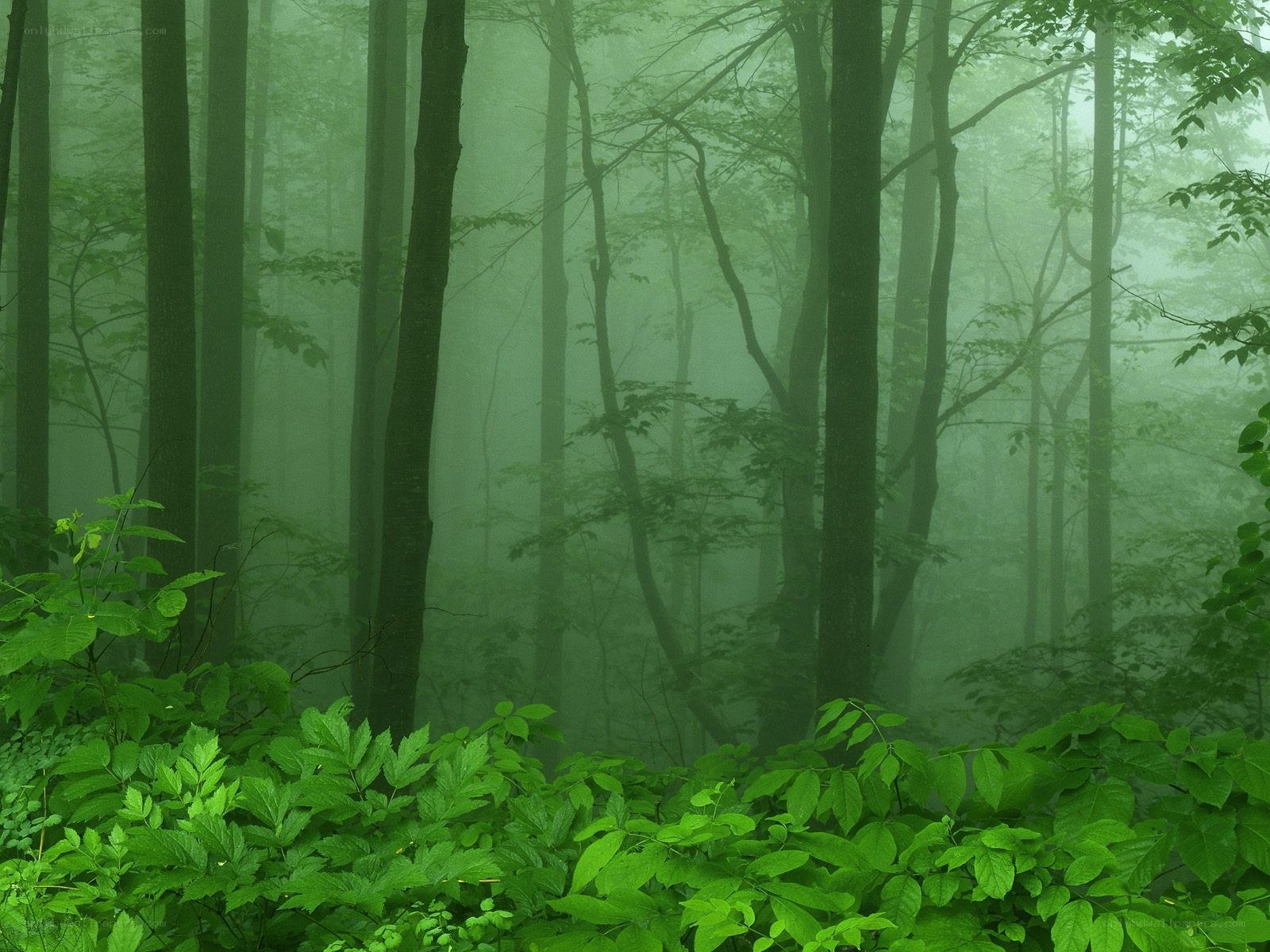 Misty forest with green foliage
