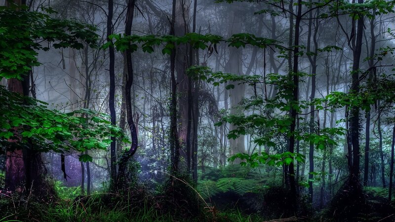 Misty forest with green foliage