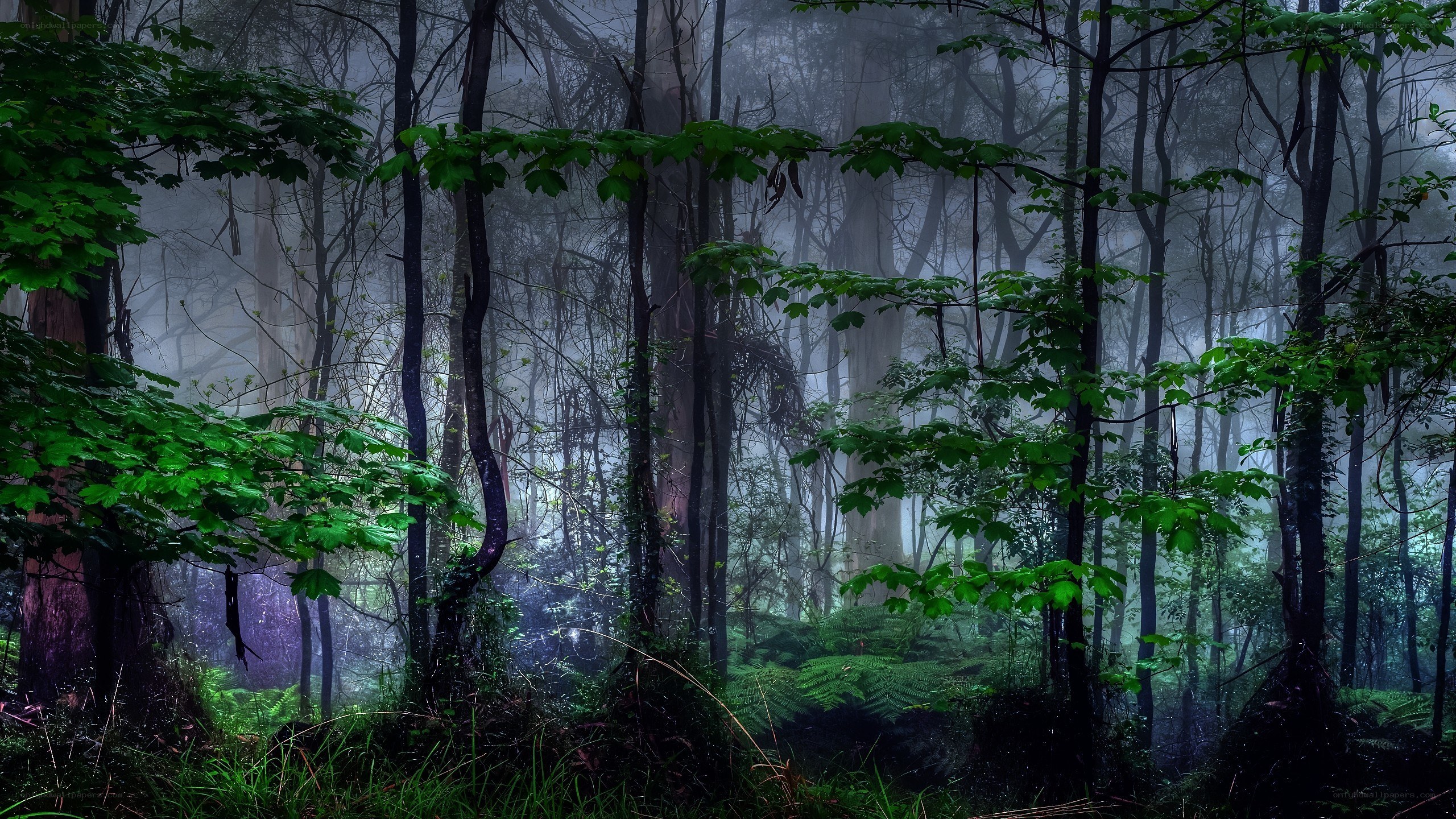 Misty forest with green foliage