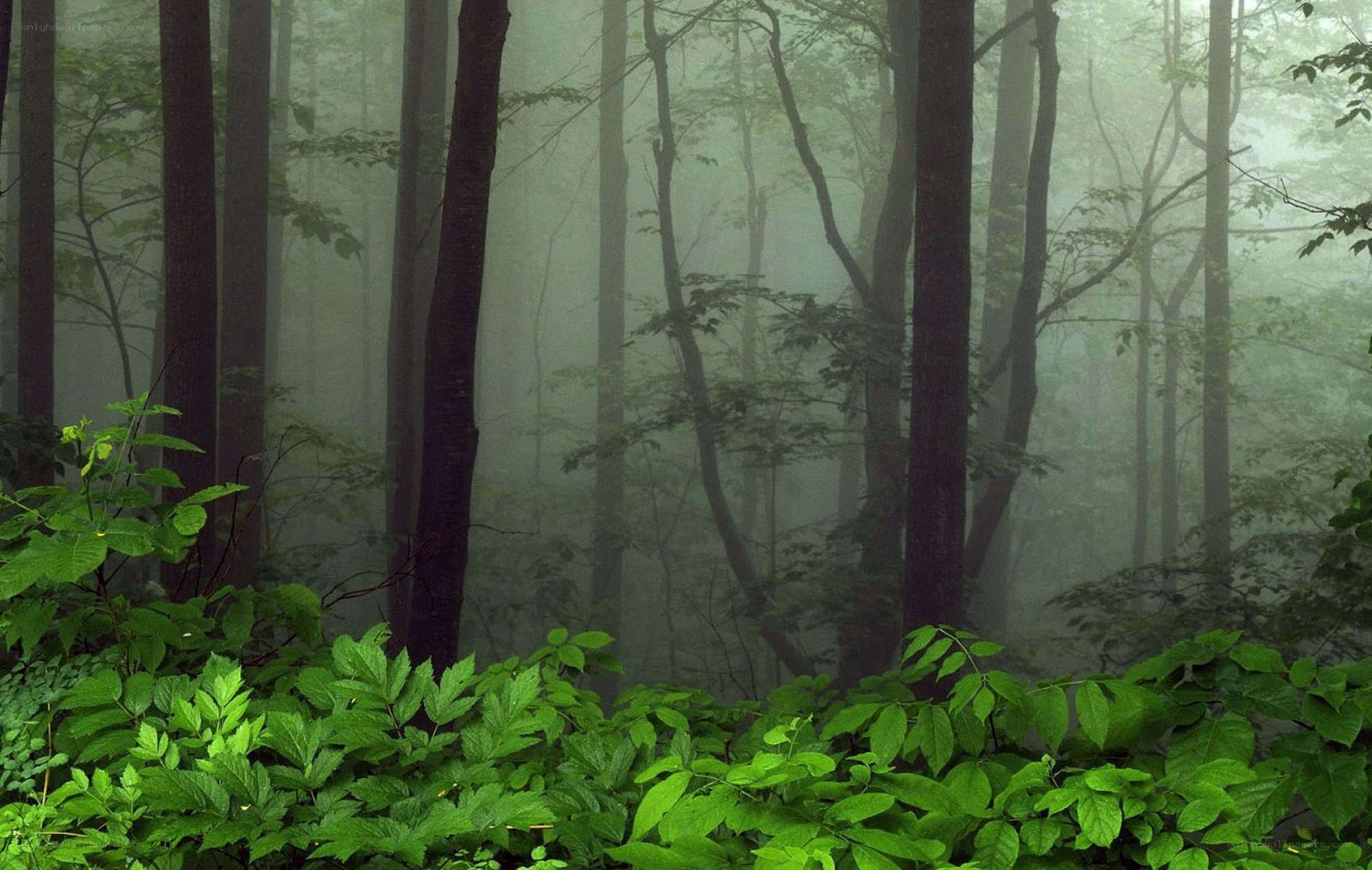 Misty forest with green foliage