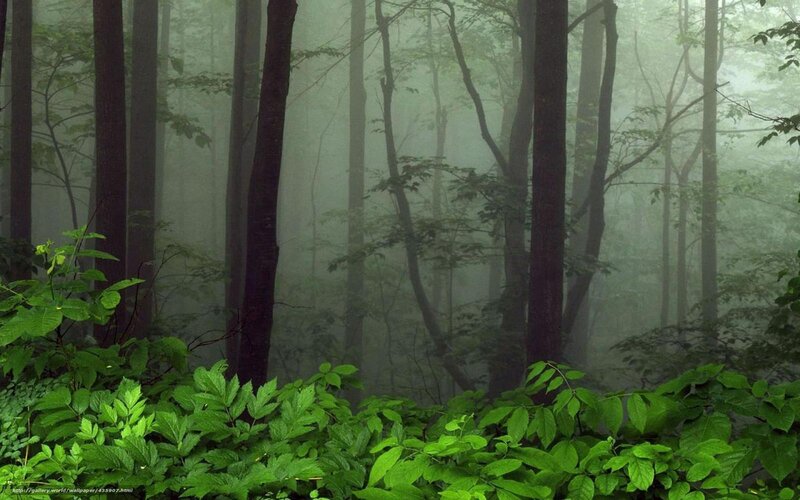 Misty forest with green foliage