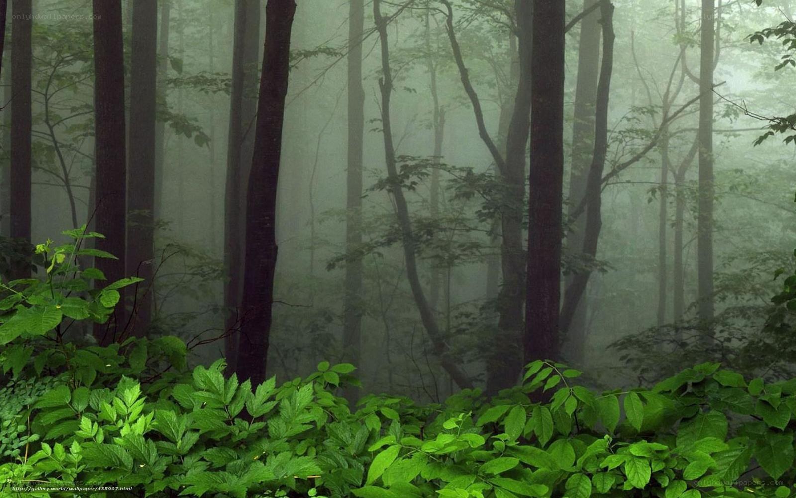 Misty forest with green foliage
