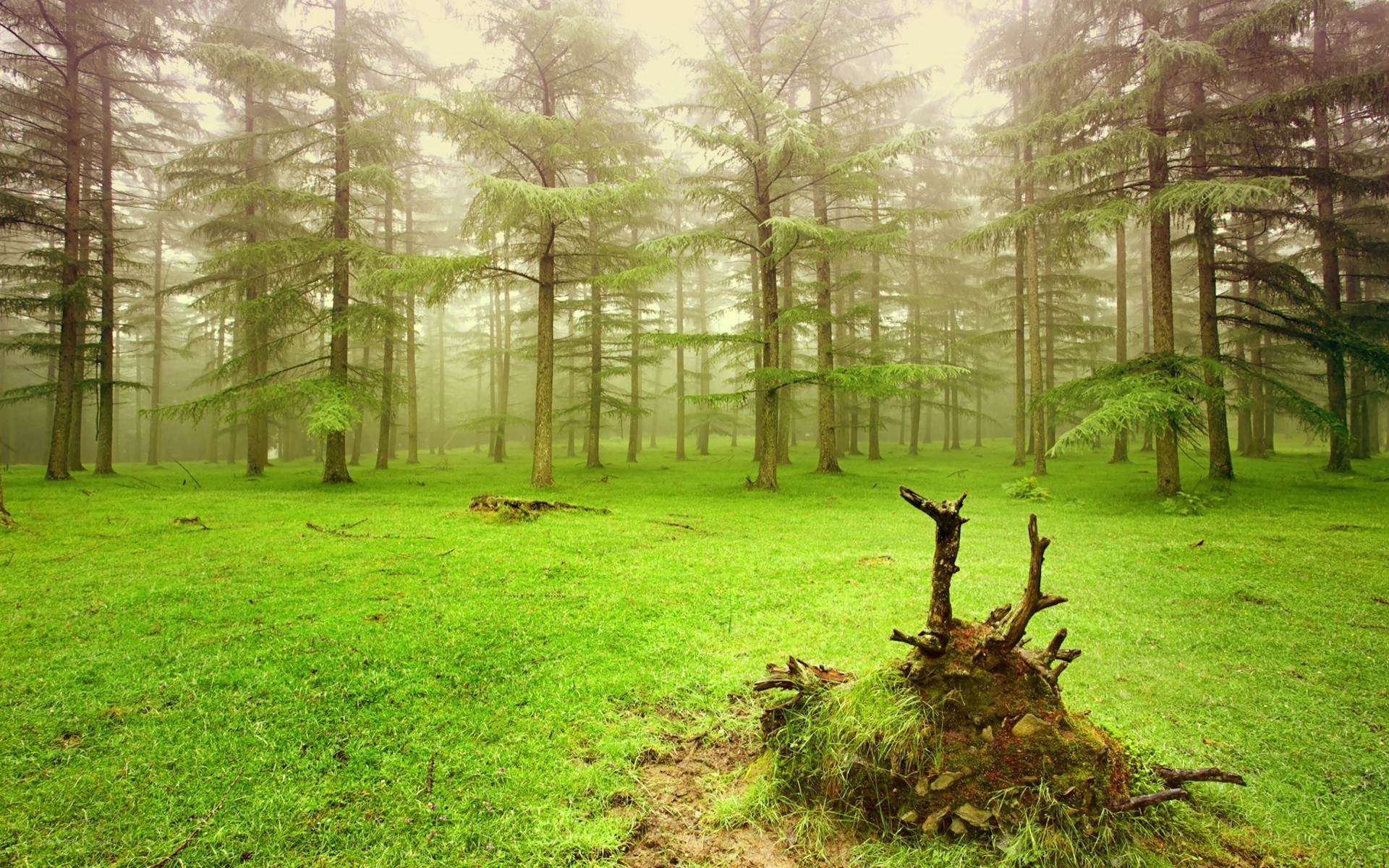 Misty forest with green grass