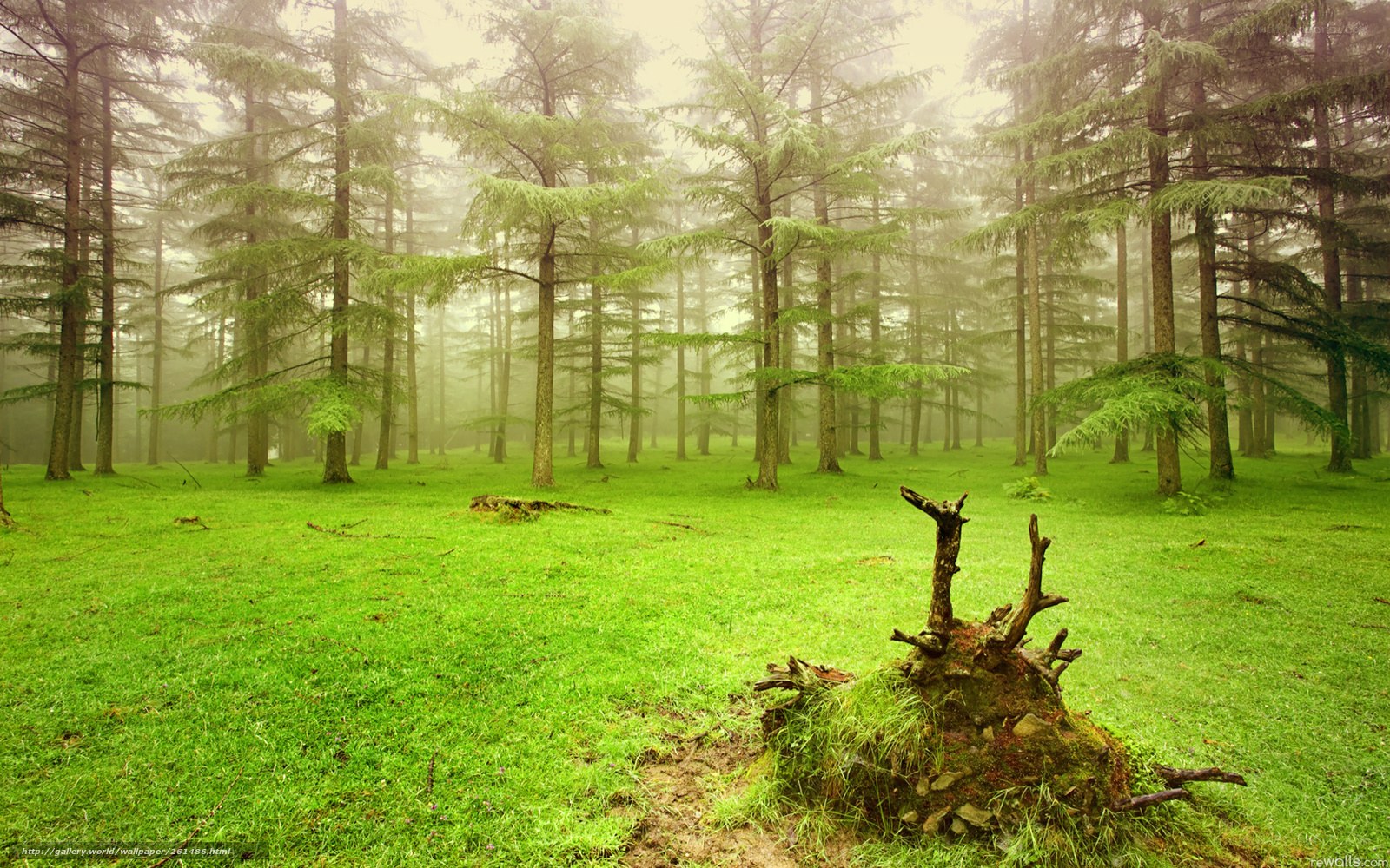 Misty forest with green grass