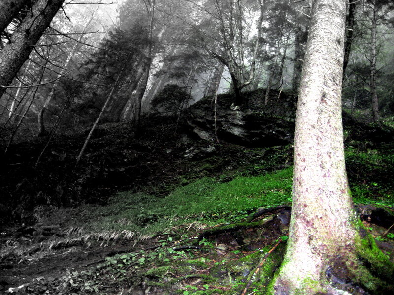 Misty forest with green moss