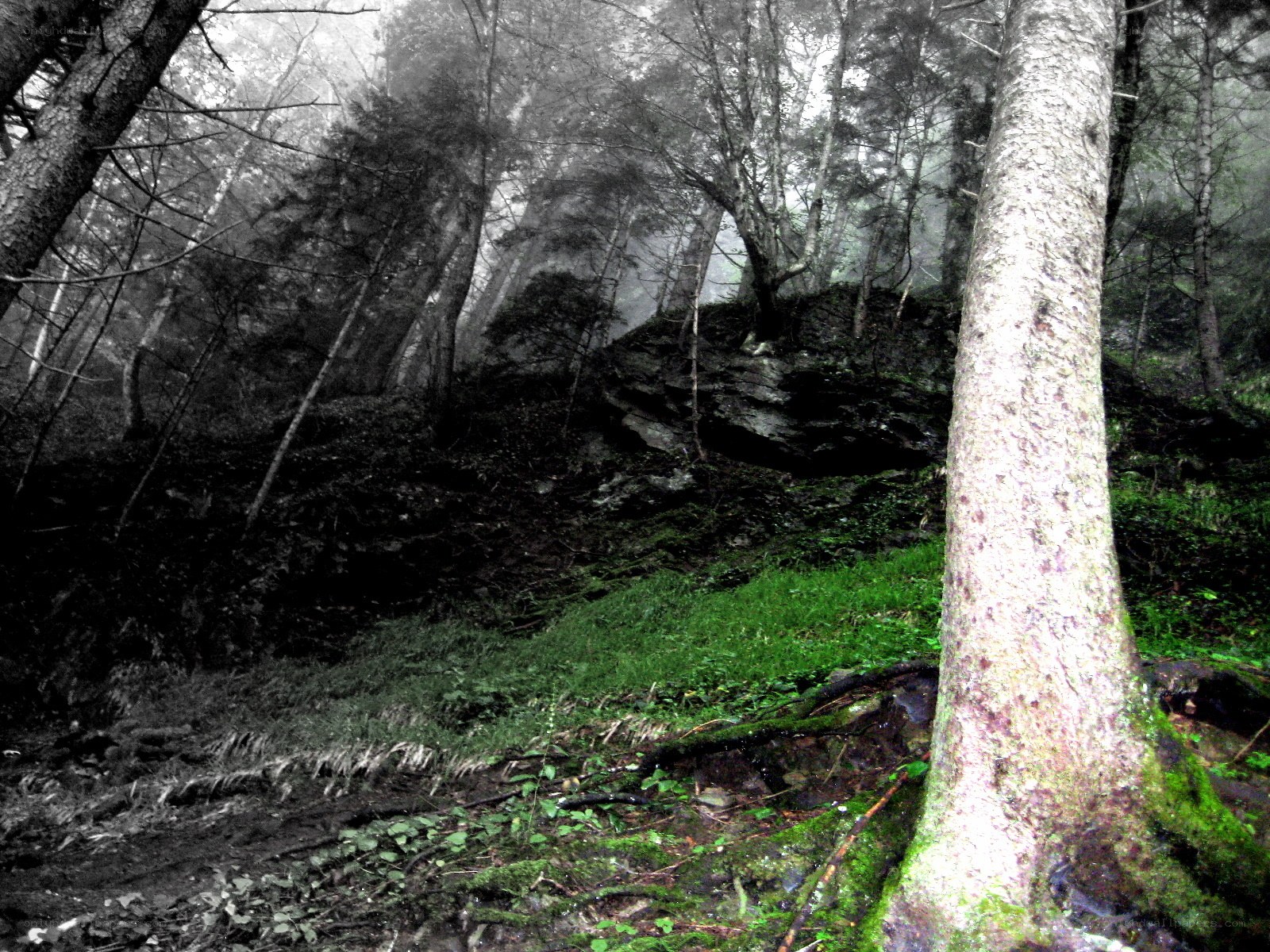 Misty forest with green moss