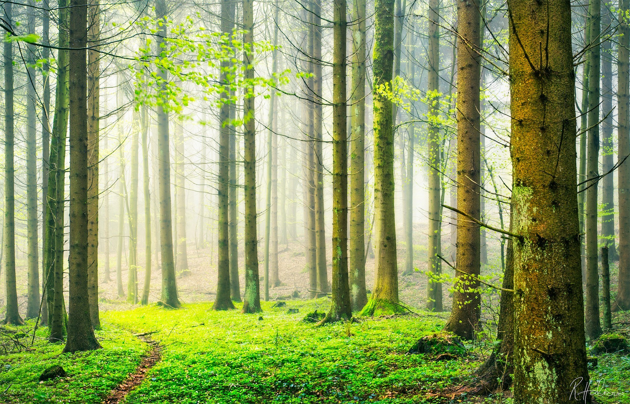 Misty forest with green moss