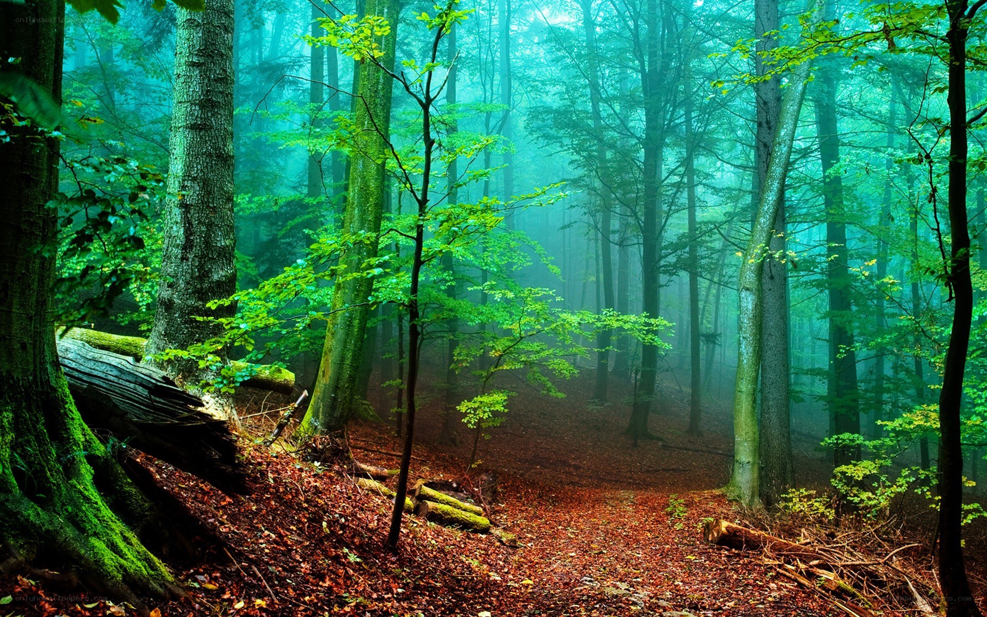 Misty forest with green trees