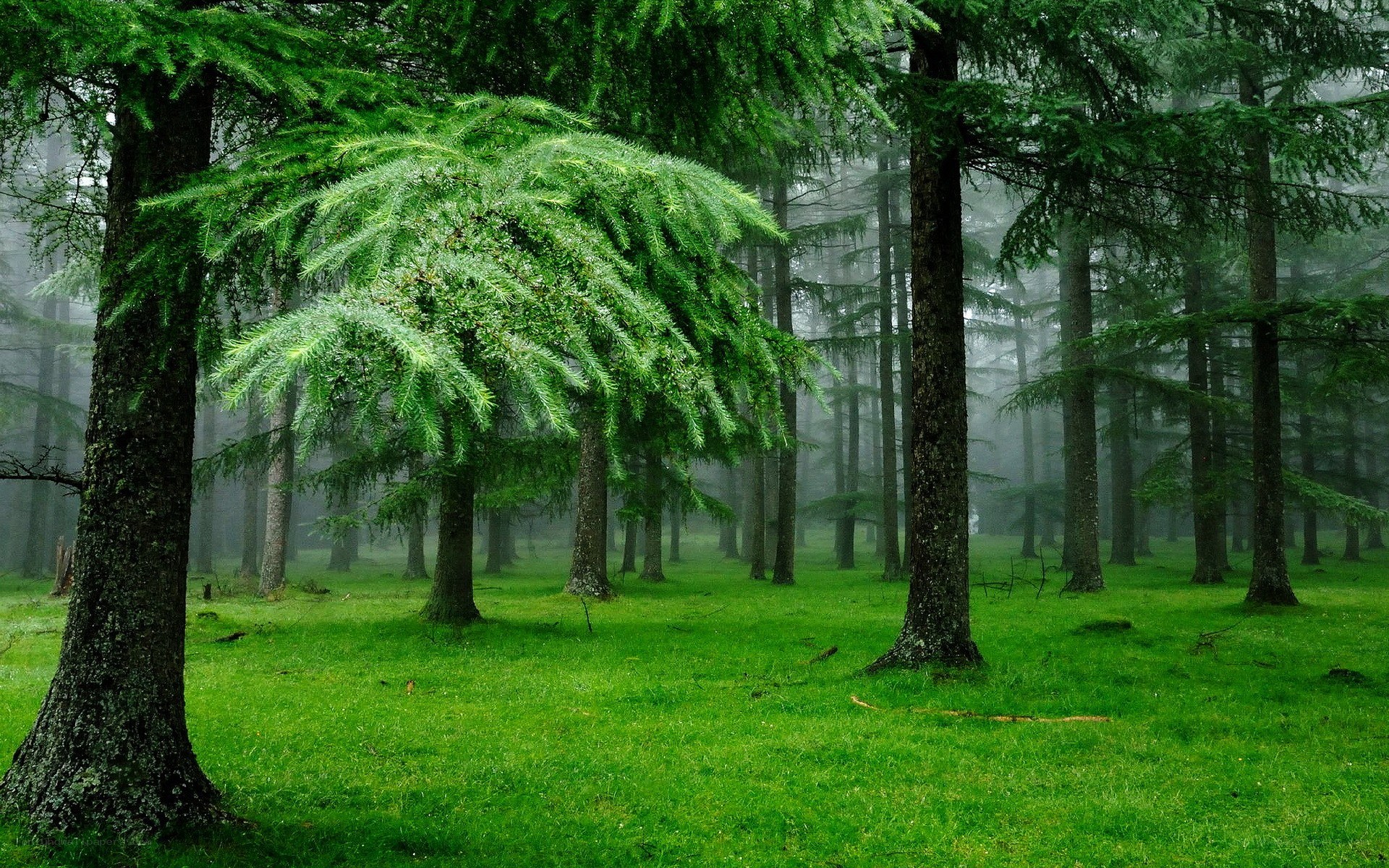 Misty forest with green trees