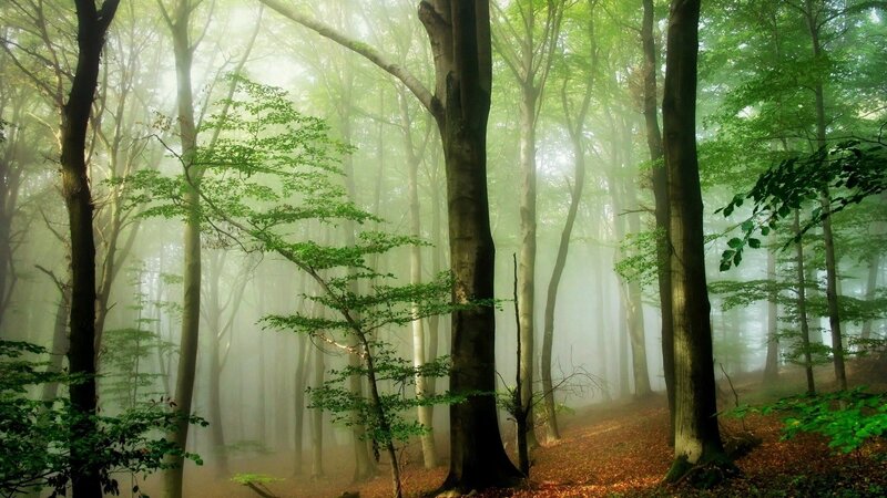 Misty forest with green trees
