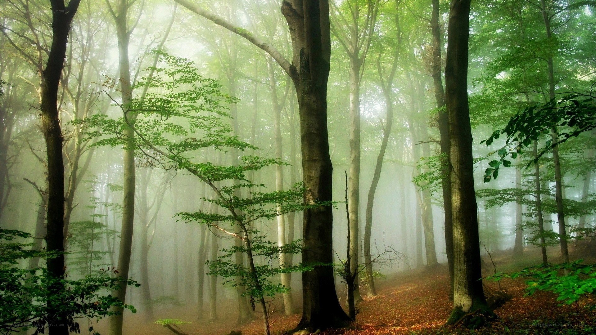 Misty forest with green trees