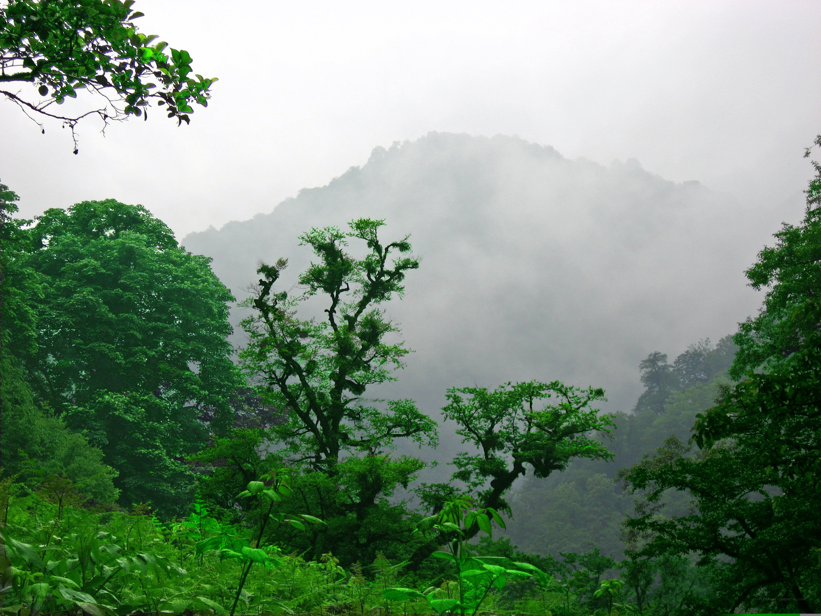 Misty forest with green trees
