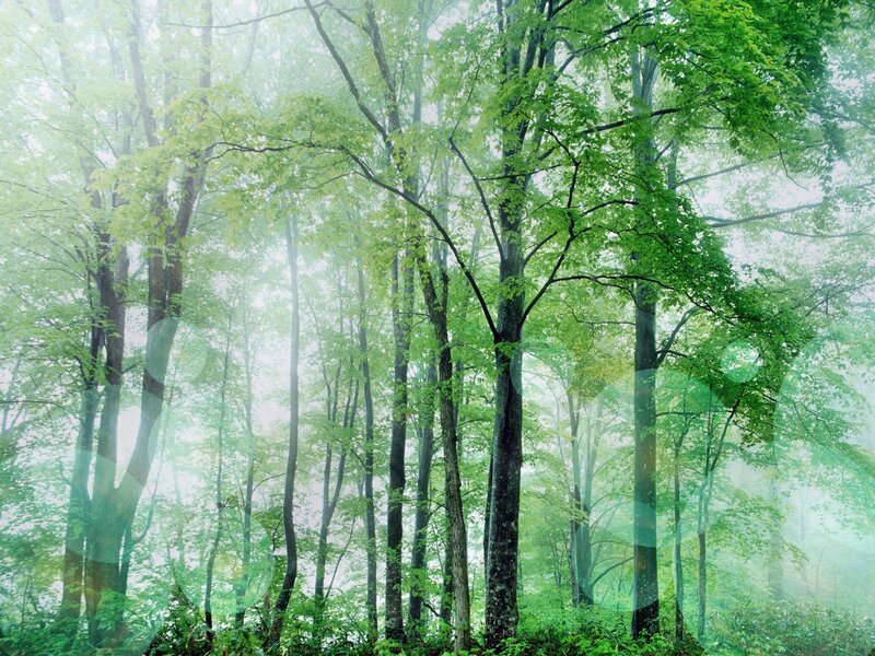 Misty forest with green trees