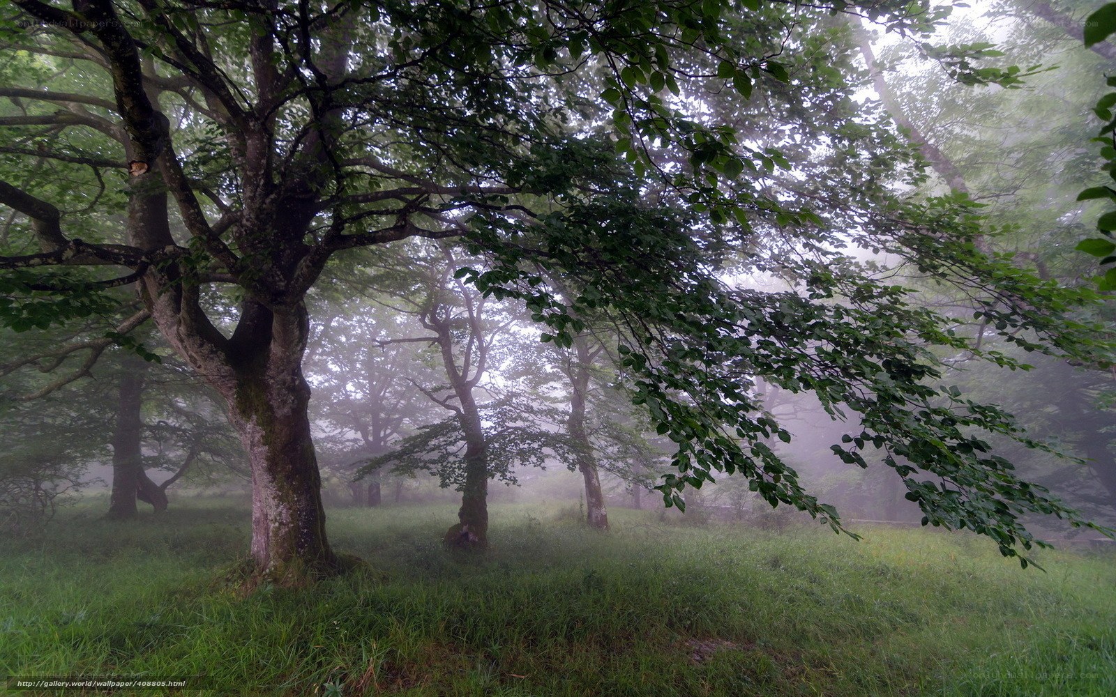 Misty forest with green trees
