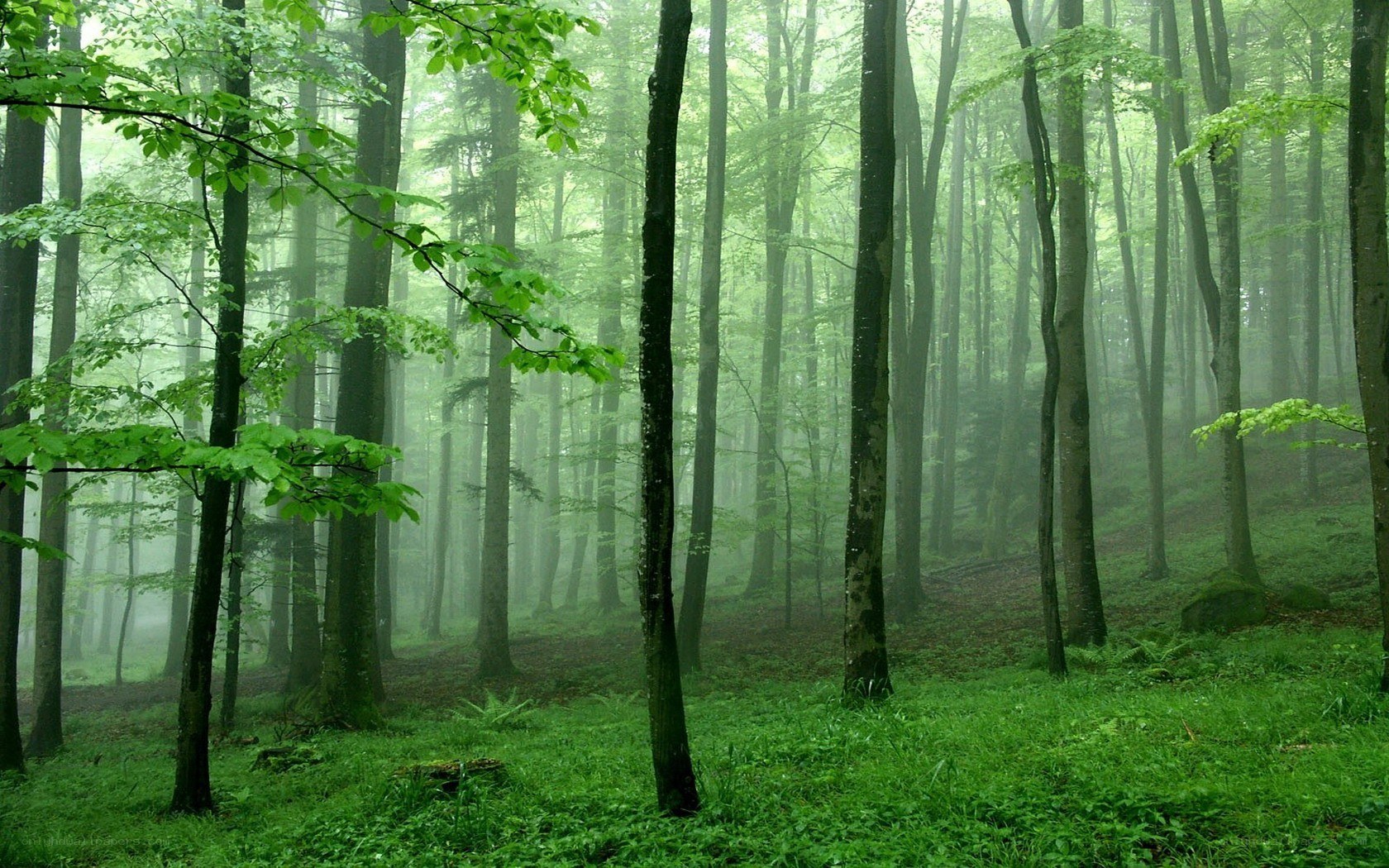 Misty forest with green trees