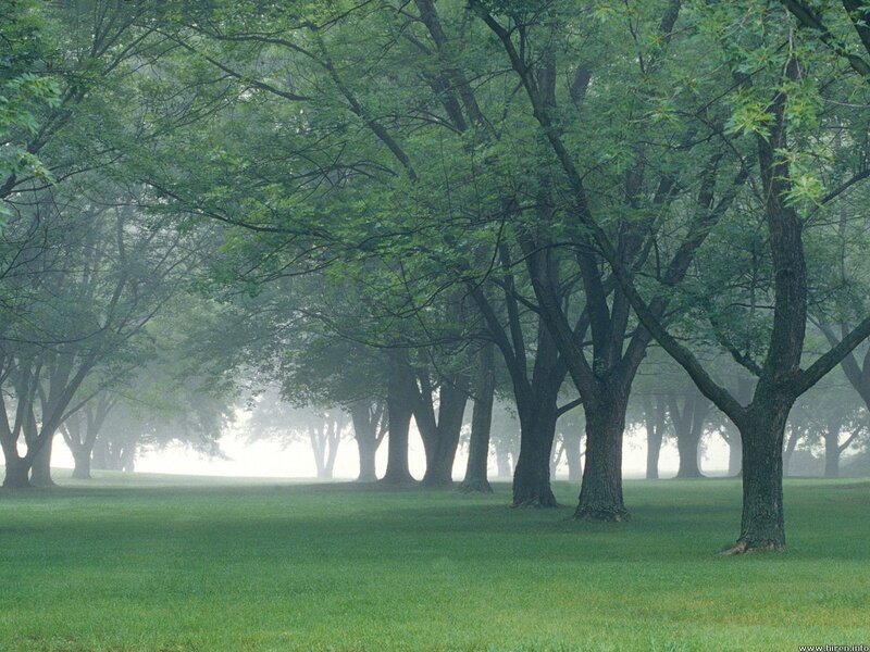 Misty forest with green trees