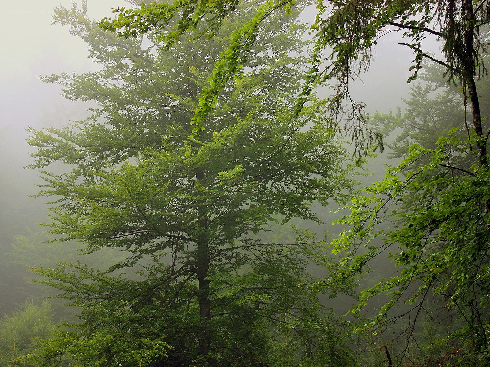 Misty forest with green trees