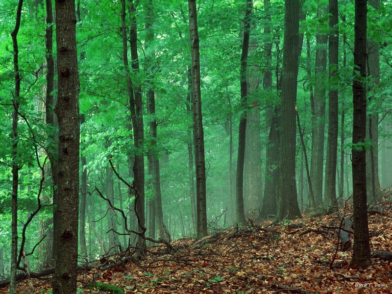 Misty forest with green trees