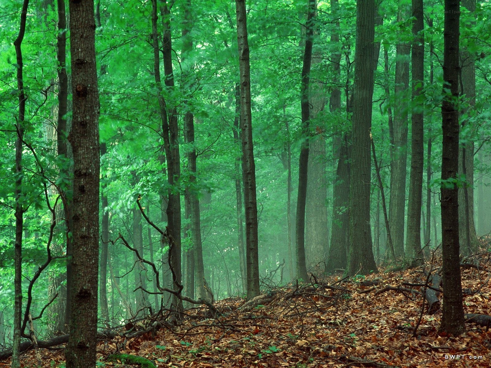 Misty forest with green trees