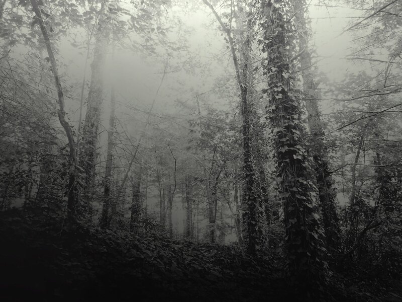 Misty forest with ivy-covered trees