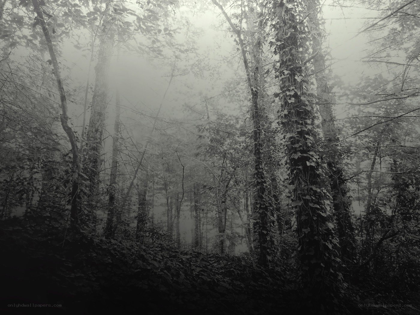 Misty forest with ivy-covered trees
